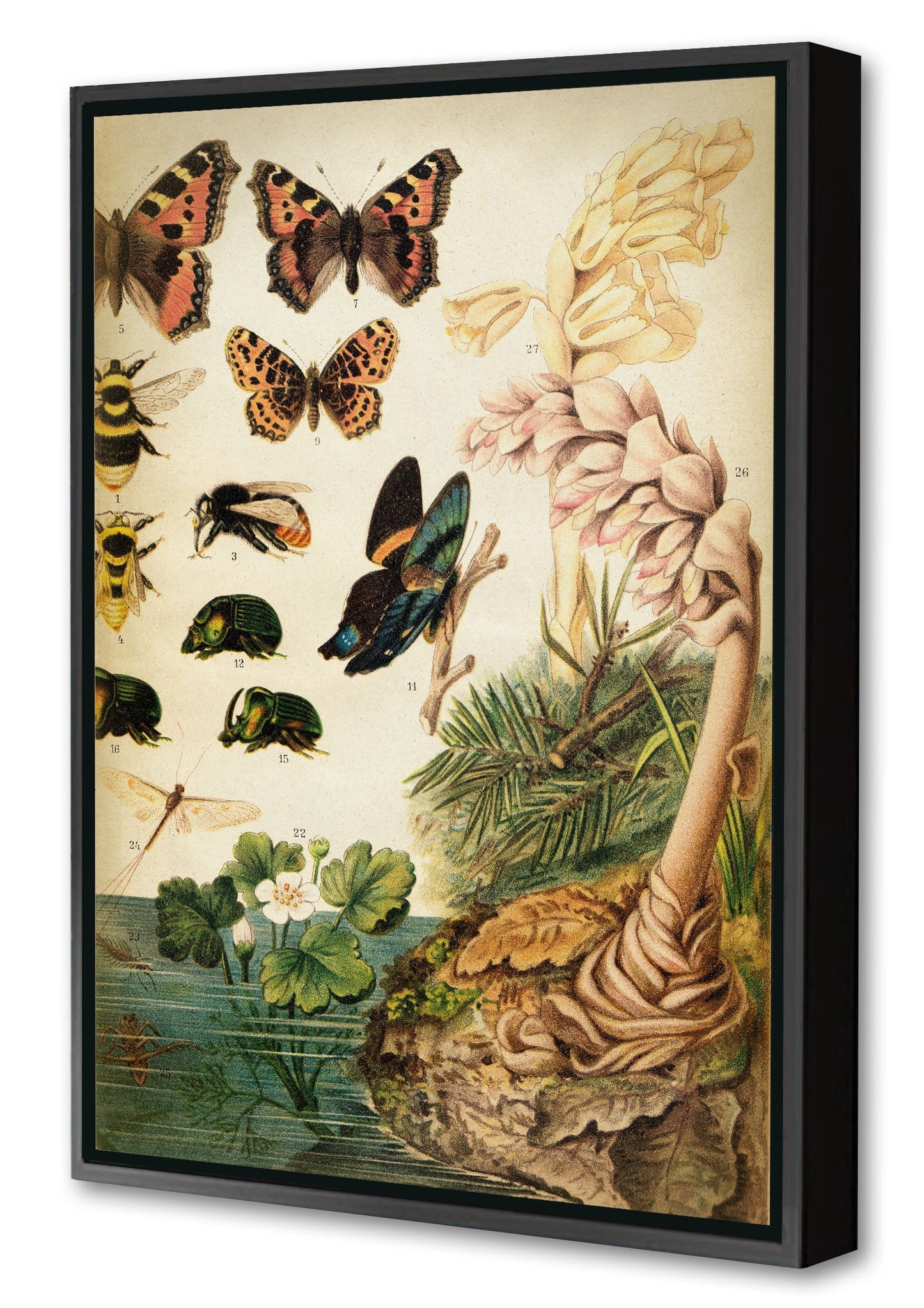 Butterflies Darwinism 2-botanical, print-Canvas Print with Box Frame-40 x 60 cm-BLUE SHAKER