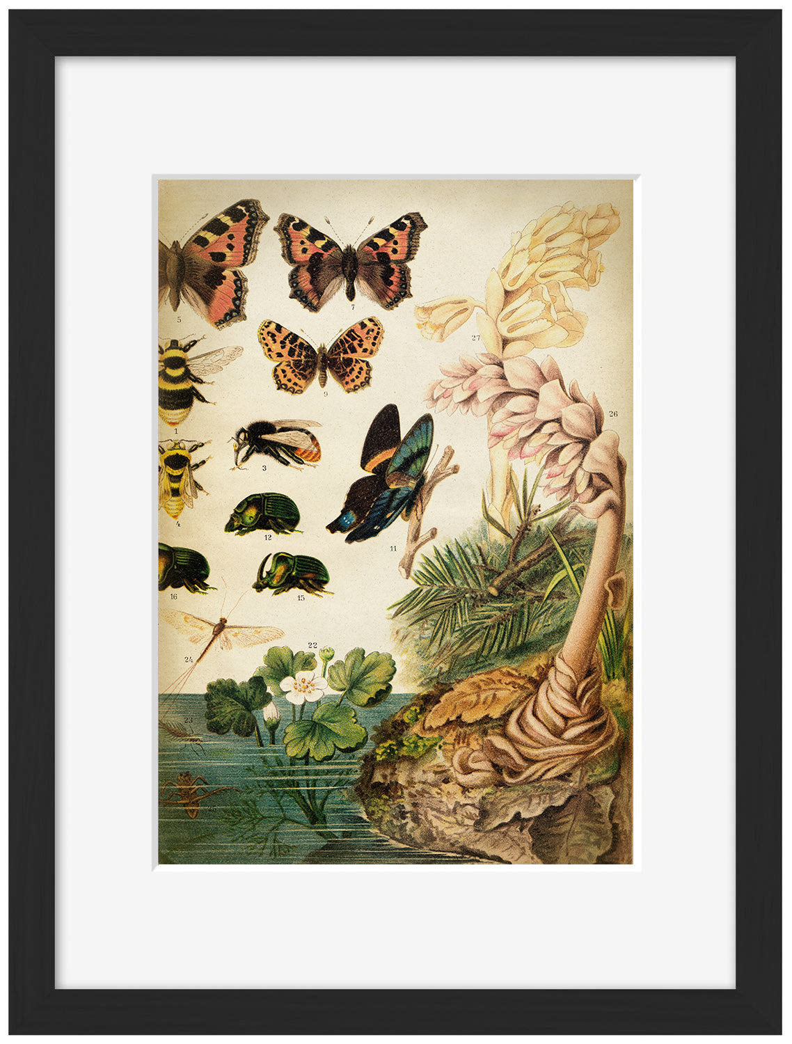 Butterflies Darwinism 2-botanical, print-Framed Print-30 x 40 cm-BLUE SHAKER