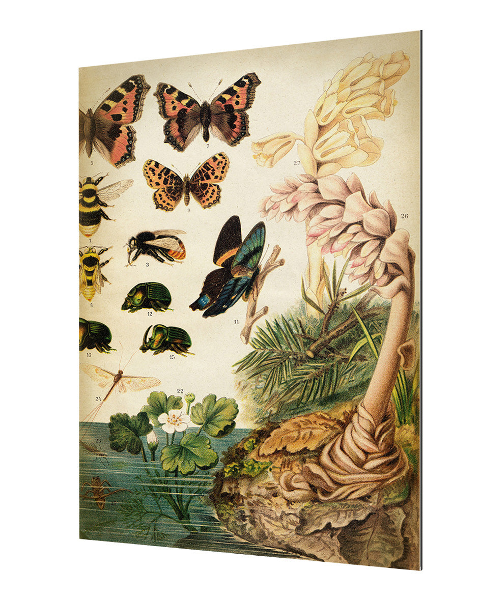 Butterflies Darwinism 2-botanical, print-Alu Dibond 3mm-40 x 60 cm-BLUE SHAKER