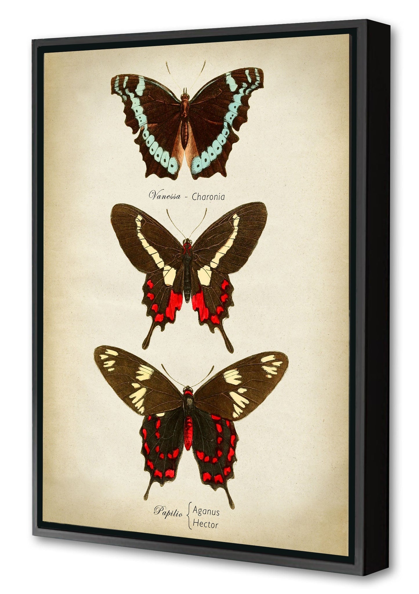 Butterflies Red and Brown-botanical, print-Canvas Print with Box Frame-40 x 60 cm-BLUE SHAKER