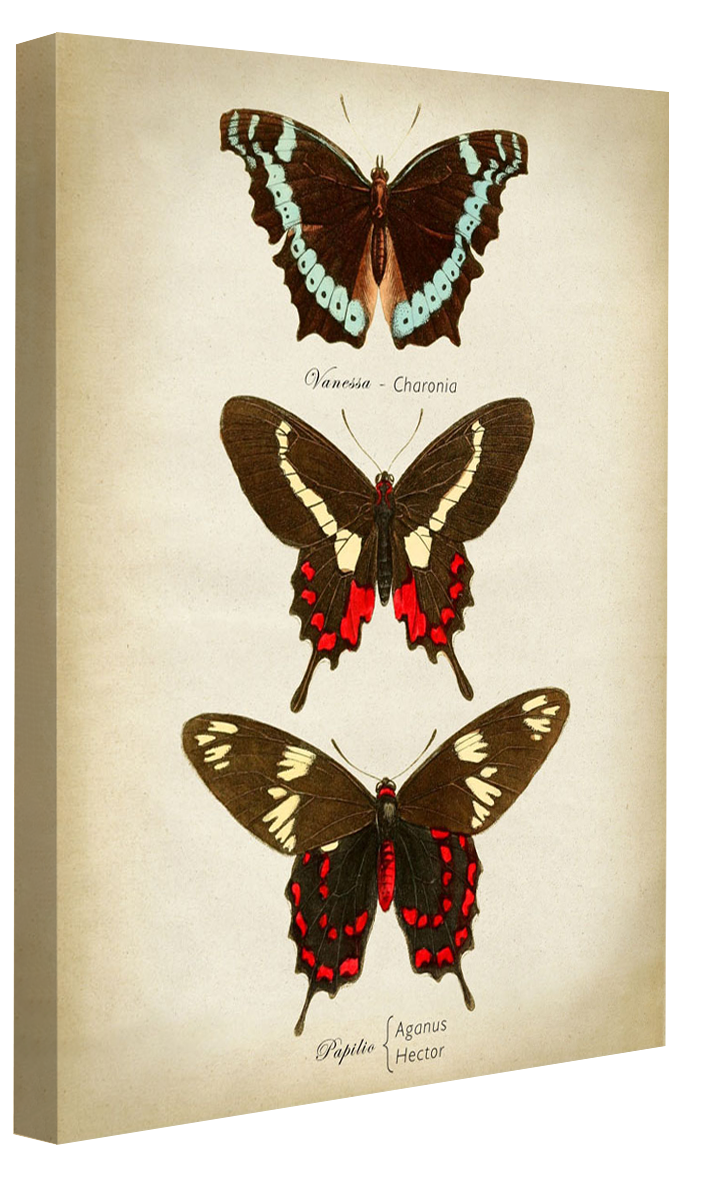 Butterflies Red and Brown-botanical, print-Canvas Print - 20 mm Frame-50 x 75 cm-BLUE SHAKER
