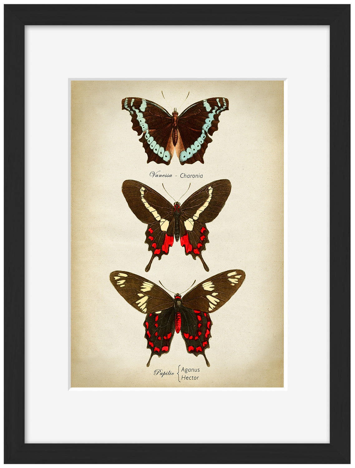 Butterflies Red and Brown-botanical, print-Framed Print-30 x 40 cm-BLUE SHAKER