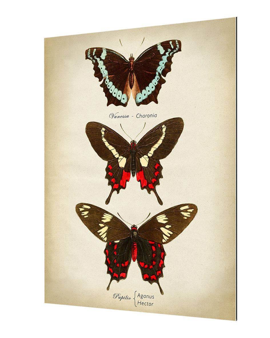 Butterflies Red and Brown-botanical, print-Alu Dibond 3mm-40 x 60 cm-BLUE SHAKER