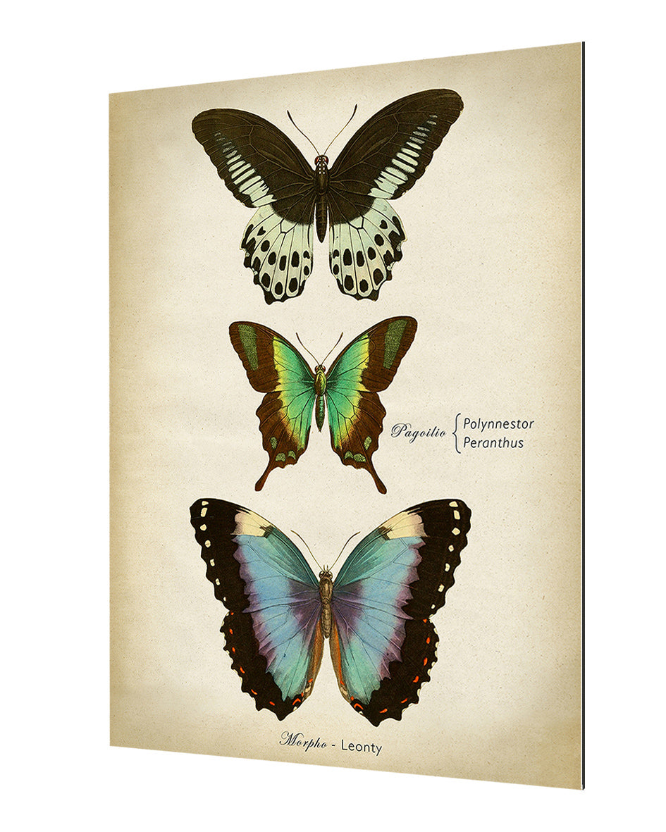 Butterflies Blue-botanical, print-Alu Dibond 3mm-40 x 60 cm-BLUE SHAKER