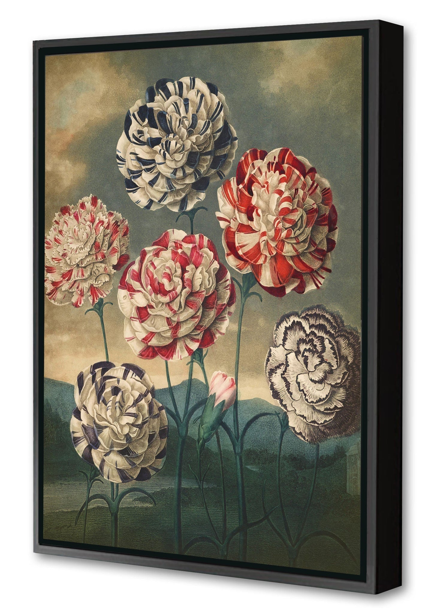 Fl Carnations-botanical, print-Canvas Print with Box Frame-40 x 60 cm-BLUE SHAKER