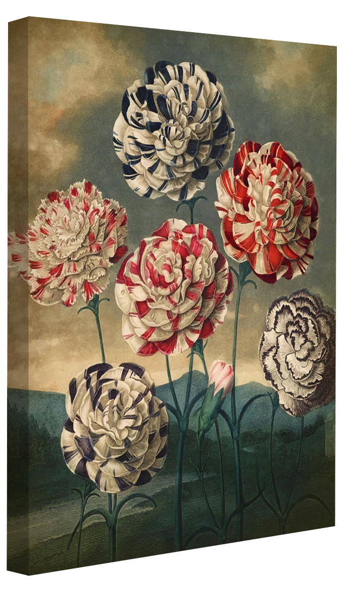 Fl Carnations-botanical, print-Canvas Print - 20 mm Frame-50 x 75 cm-BLUE SHAKER