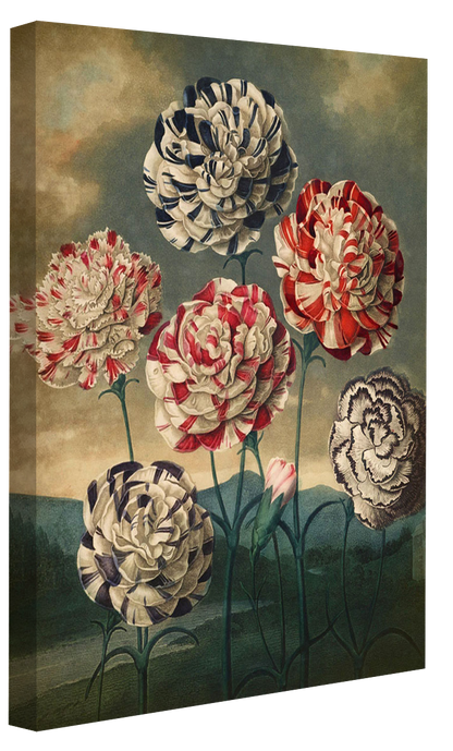 Fl Carnations-botanical, print-Canvas Print - 20 mm Frame-50 x 75 cm-BLUE SHAKER