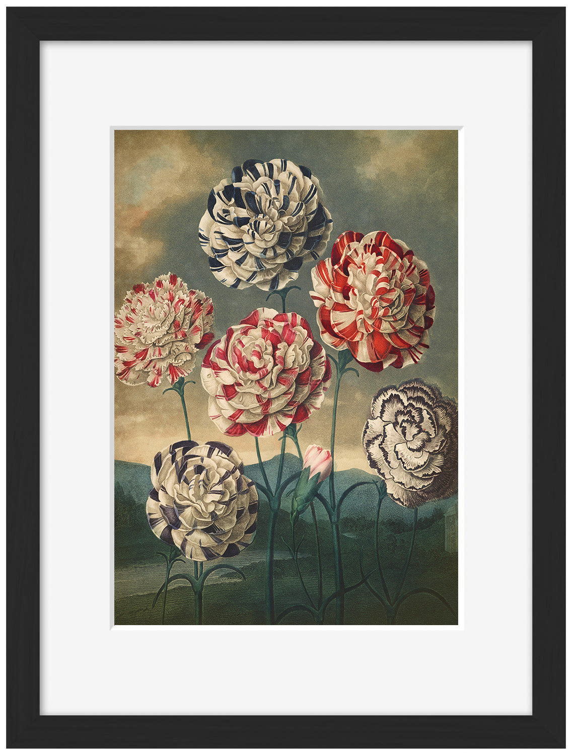 Fl Carnations-botanical, print-Framed Print-30 x 40 cm-BLUE SHAKER