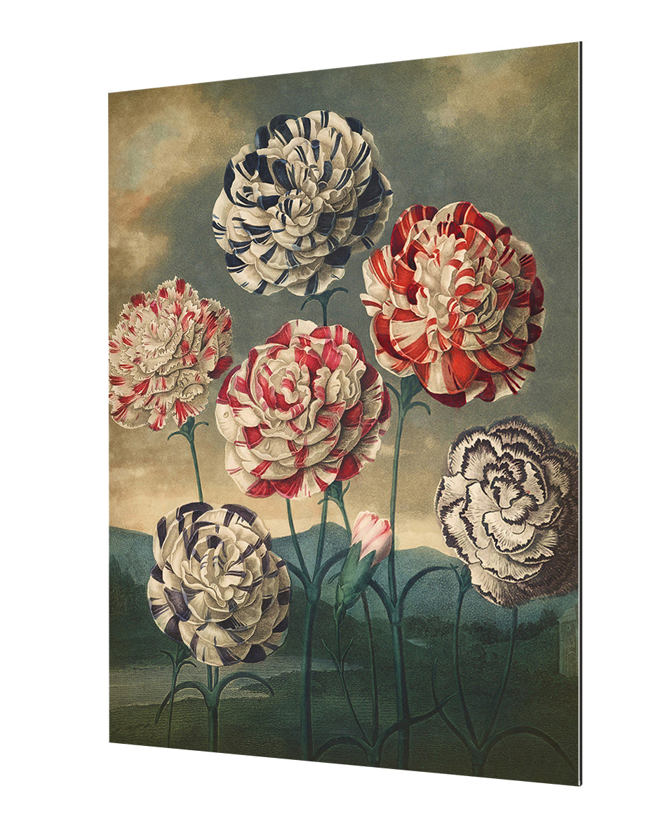 Fl Carnations-botanical, print-Alu Dibond 3mm-40 x 60 cm-BLUE SHAKER