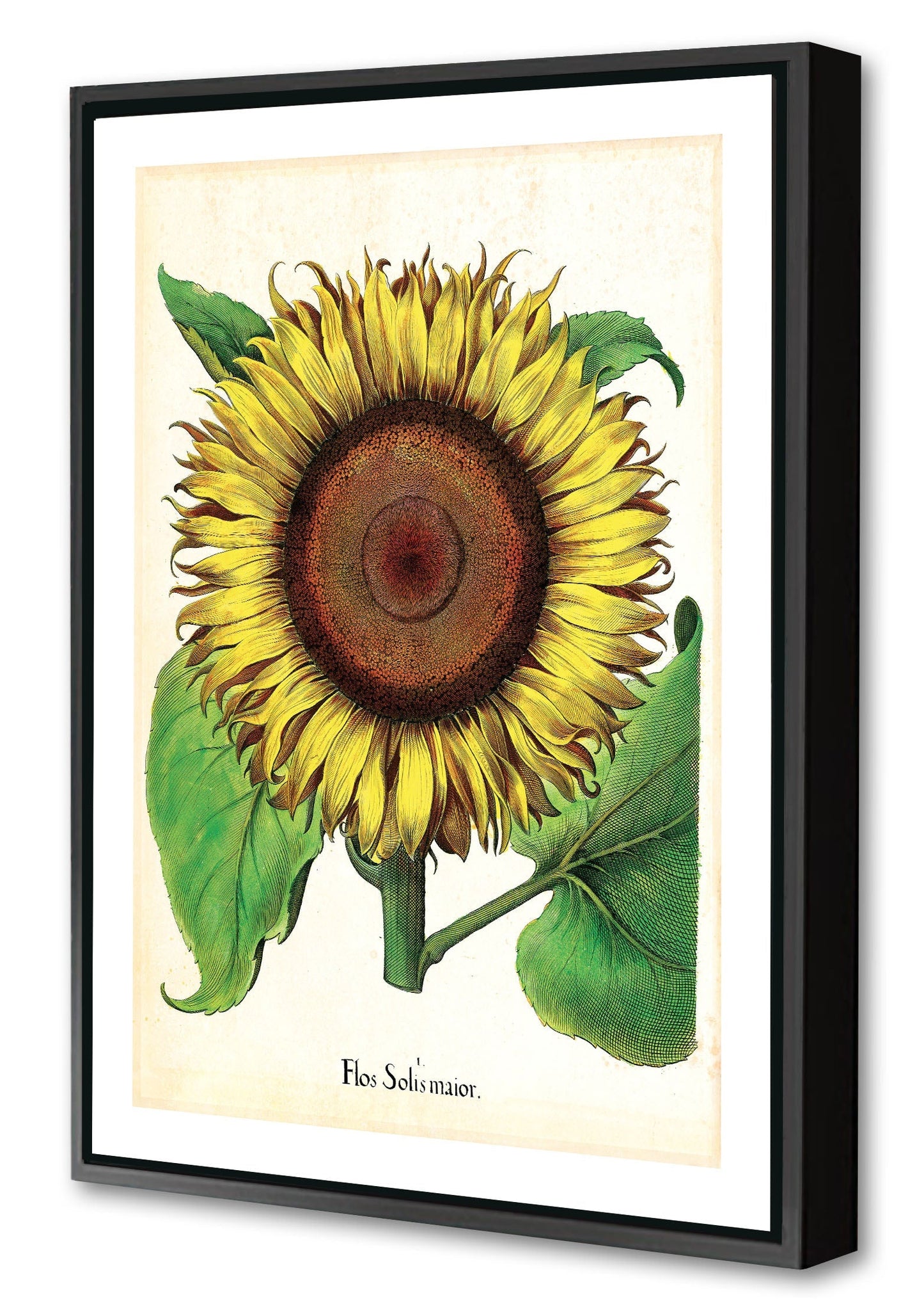 Pl Flos Alone-botanical, print-Canvas Print with Box Frame-40 x 60 cm-BLUE SHAKER