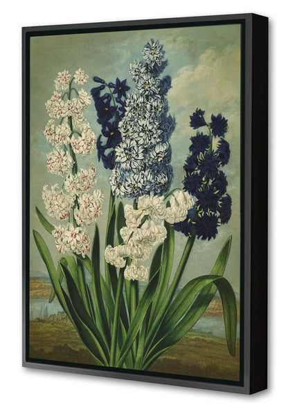 Fl Hyacinths-botanical, print-Canvas Print with Box Frame-40 x 60 cm-BLUE SHAKER