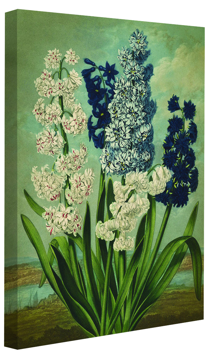 Fl Hyacinths-botanical, print-Canvas Print - 20 mm Frame-50 x 75 cm-BLUE SHAKER