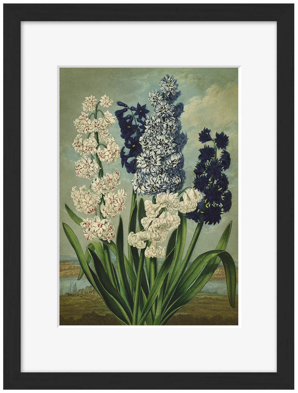 Fl Hyacinths-botanical, print-Framed Print-30 x 40 cm-BLUE SHAKER