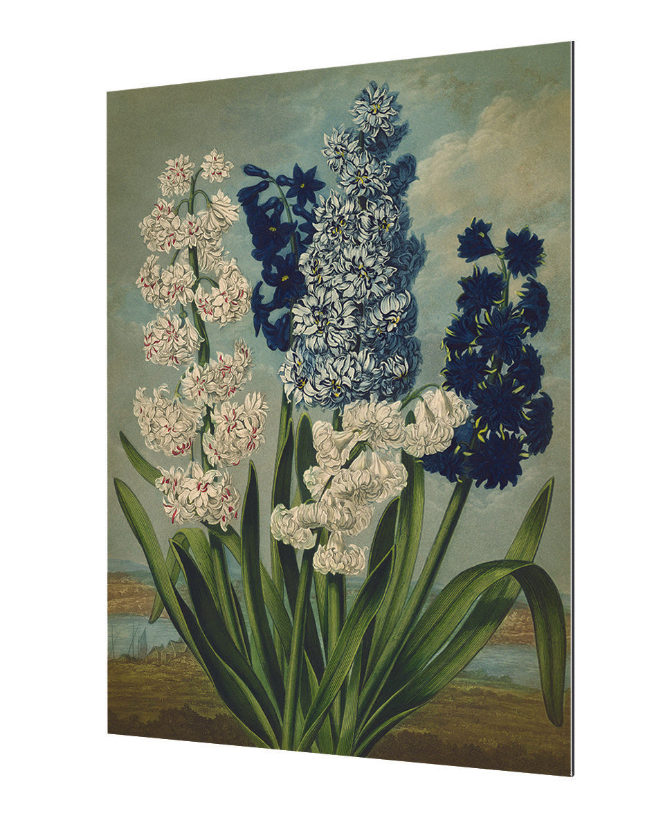Fl Hyacinths-botanical, print-Alu Dibond 3mm-40 x 60 cm-BLUE SHAKER