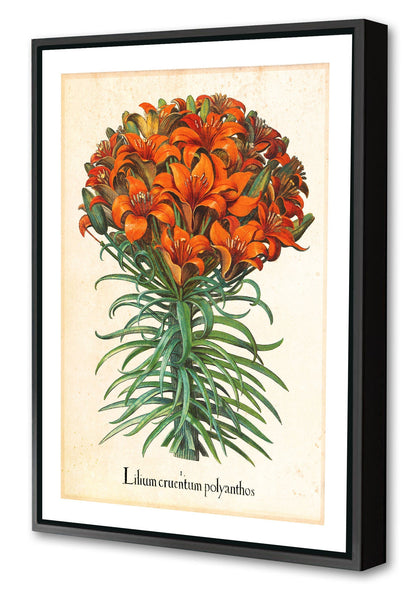 Pl Lilium-botanical, print-Canvas Print with Box Frame-40 x 60 cm-BLUE SHAKER