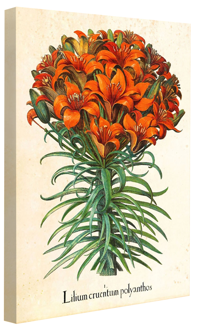 Pl Lilium-botanical, print-Canvas Print - 20 mm Frame-50 x 75 cm-BLUE SHAKER