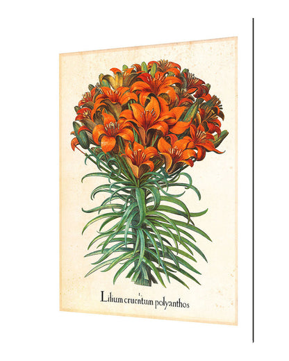 Pl Lilium-botanical, print-Alu Dibond 3mm-40 x 60 cm-BLUE SHAKER