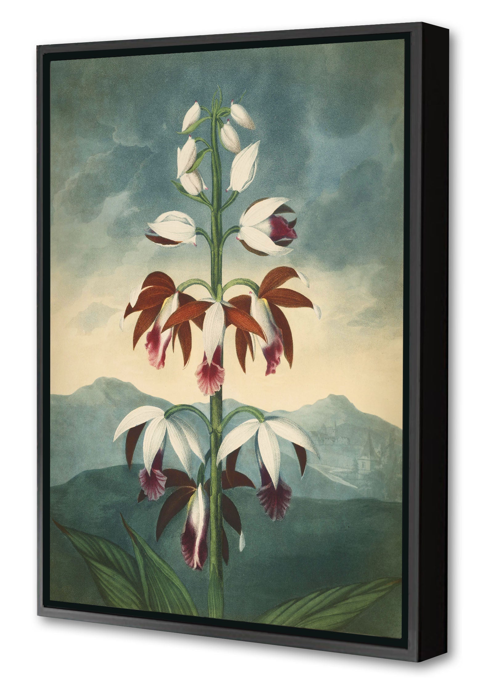 Fl Limodorum-botanical, print-Canvas Print with Box Frame-40 x 60 cm-BLUE SHAKER