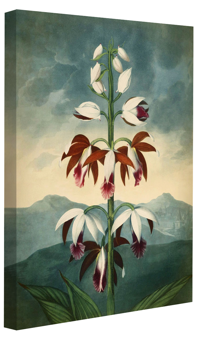 Fl Limodorum-botanical, print-Canvas Print - 20 mm Frame-50 x 75 cm-BLUE SHAKER