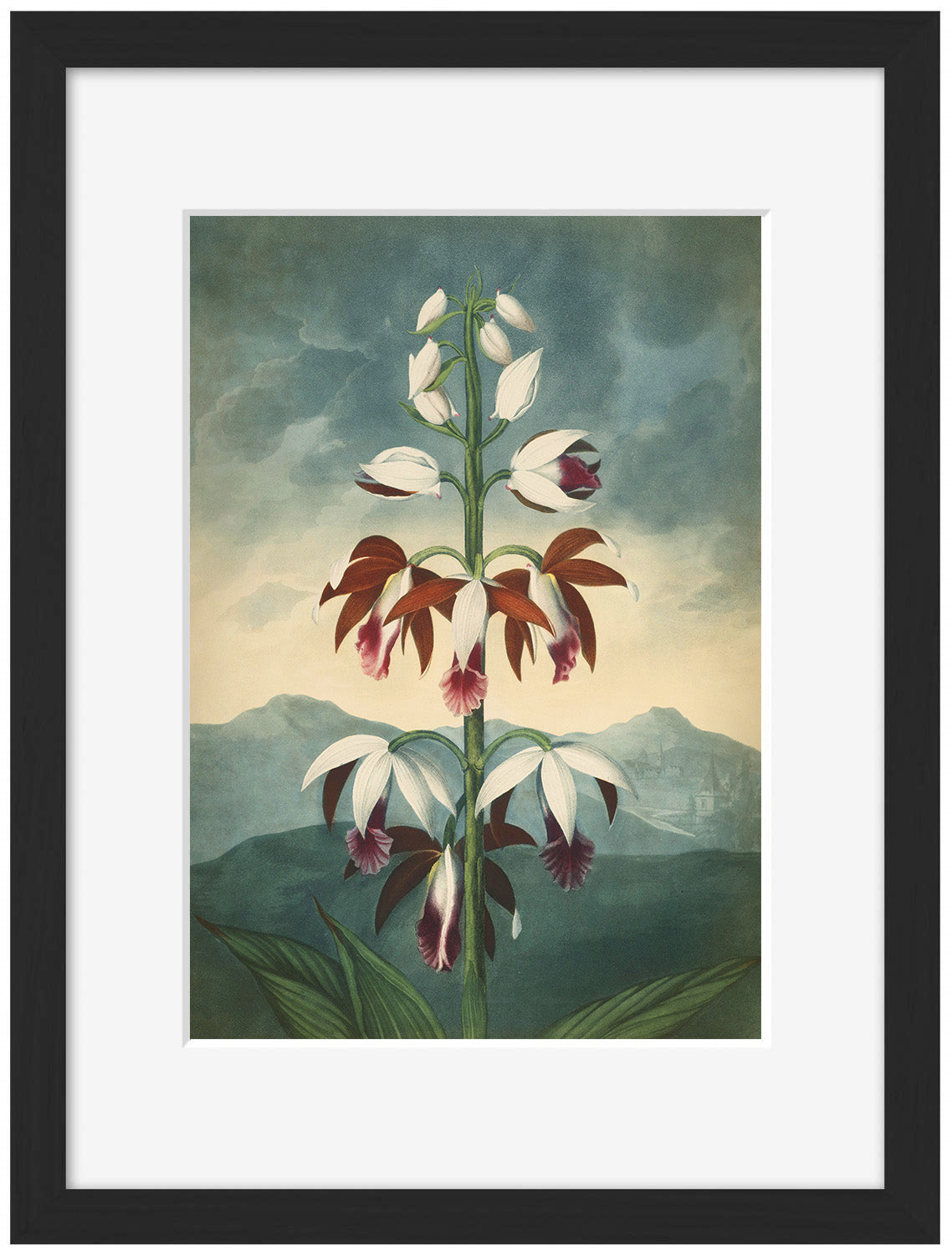Fl Limodorum-botanical, print-Framed Print-30 x 40 cm-BLUE SHAKER
