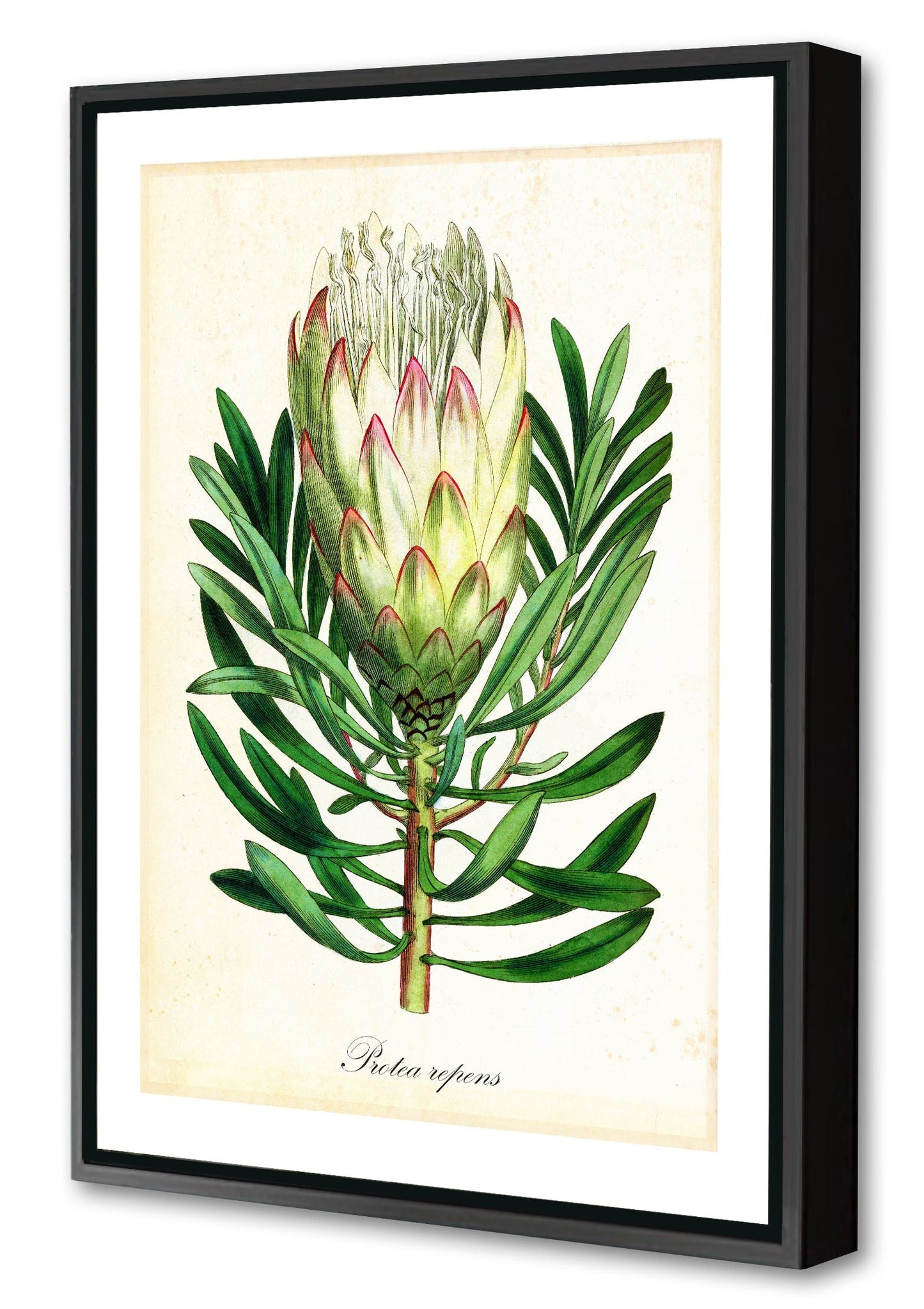 Pl Protearepens-botanical, print-Canvas Print with Box Frame-40 x 60 cm-BLUE SHAKER