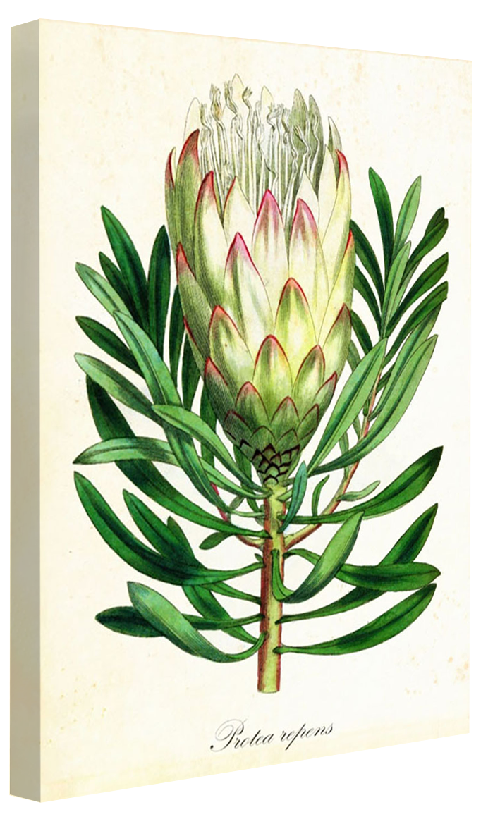 Pl Protearepens-botanical, print-Canvas Print - 20 mm Frame-50 x 75 cm-BLUE SHAKER