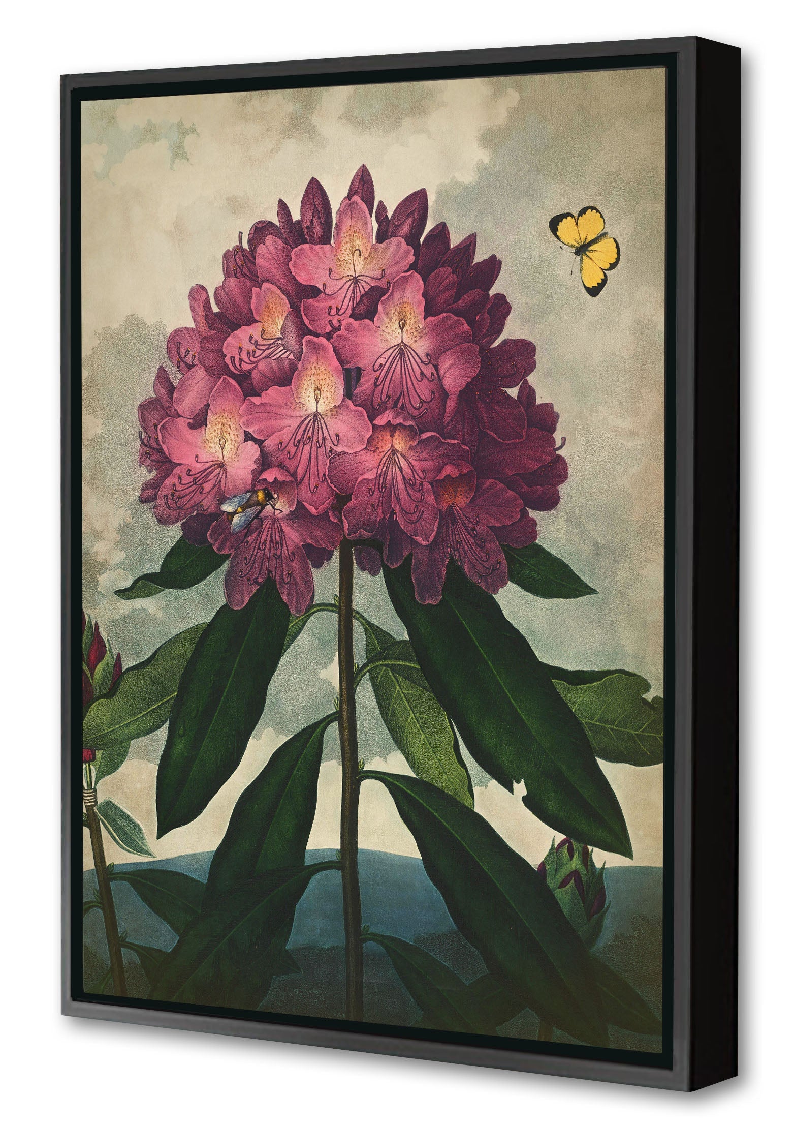 Fl Rhododendron-botanical, print-Canvas Print with Box Frame-40 x 60 cm-BLUE SHAKER