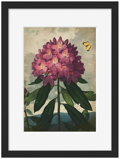 Fl Rhododendron-botanical, print-Framed Print-30 x 40 cm-BLUE SHAKER