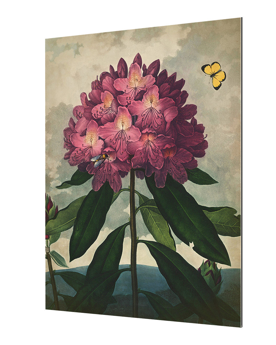 Fl Rhododendron-botanical, print-Alu Dibond 3mm-40 x 60 cm-BLUE SHAKER