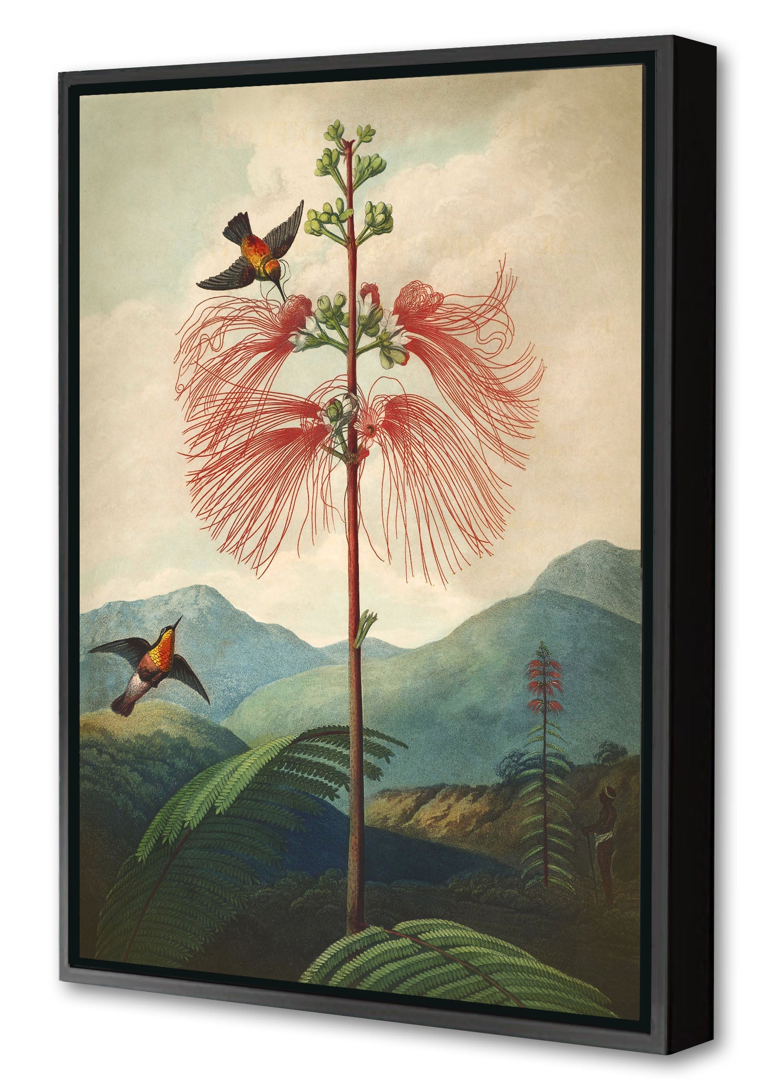 Fl Sensitive Plant-botanical, print-Canvas Print with Box Frame-40 x 60 cm-BLUE SHAKER