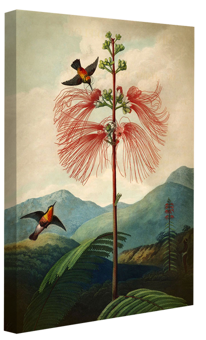 Fl Sensitive Plant-botanical, print-Canvas Print - 20 mm Frame-50 x 75 cm-BLUE SHAKER