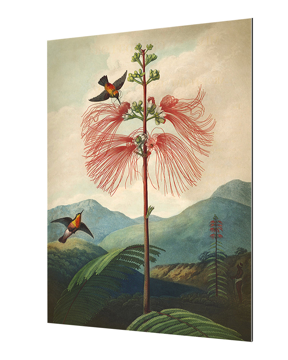 Fl Sensitive Plant-botanical, print-Alu Dibond 3mm-40 x 60 cm-BLUE SHAKER