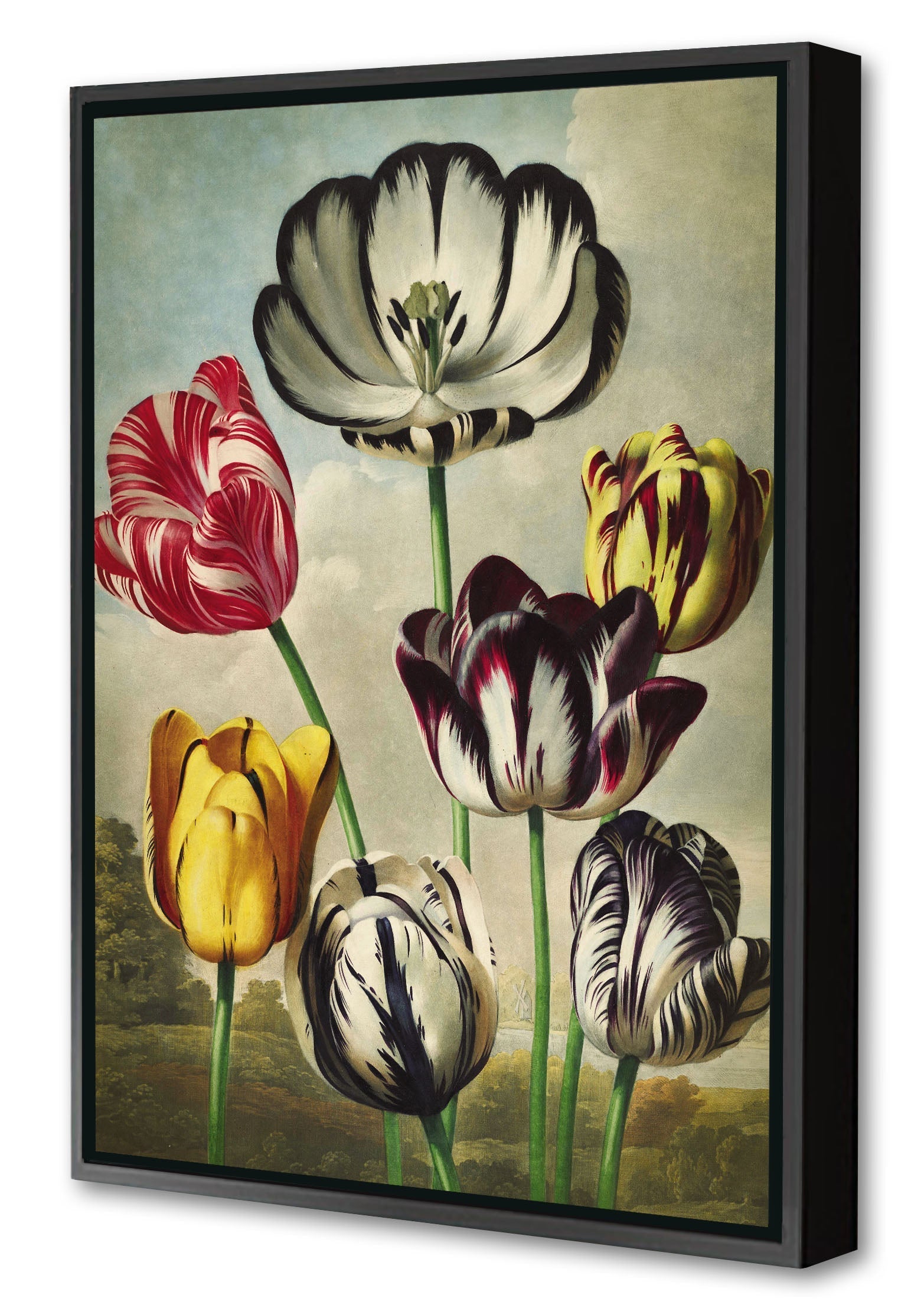 Fl Tulips-botanical, print-Canvas Print with Box Frame-40 x 60 cm-BLUE SHAKER
