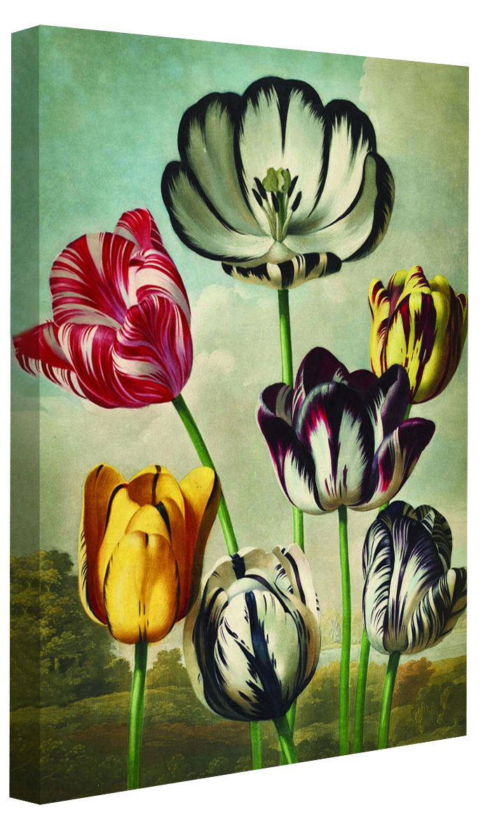 Fl Tulips-botanical, print-Canvas Print - 20 mm Frame-50 x 75 cm-BLUE SHAKER