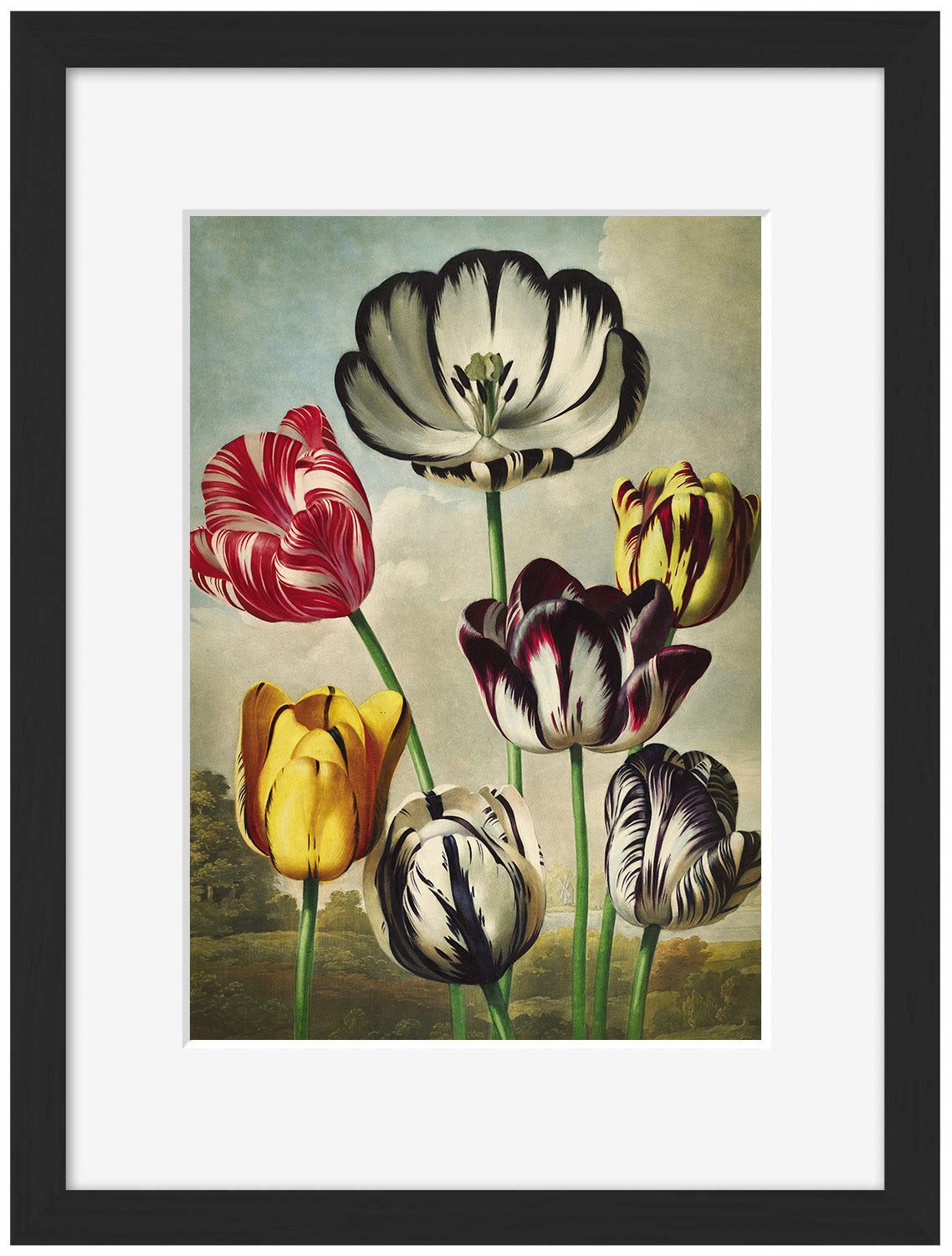 Fl Tulips-botanical, print-Framed Print-30 x 40 cm-BLUE SHAKER