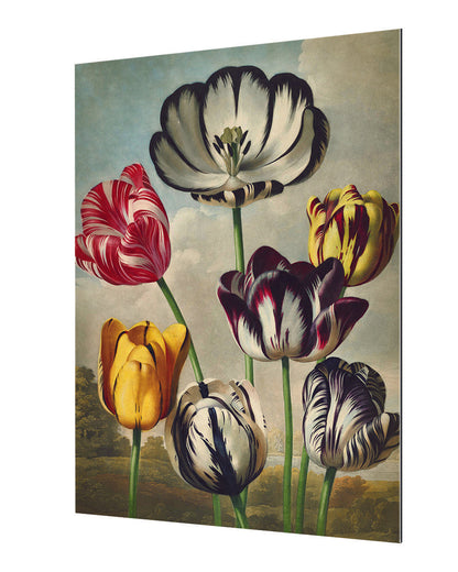 Fl Tulips-botanical, print-Alu Dibond 3mm-40 x 60 cm-BLUE SHAKER