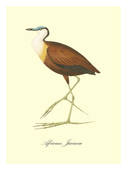 African Jacana-birds, print-Print-30 x 40 cm-BLUE SHAKER
