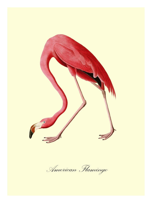 American Flamingo-birds, print-Print-30 x 40 cm-BLUE SHAKER