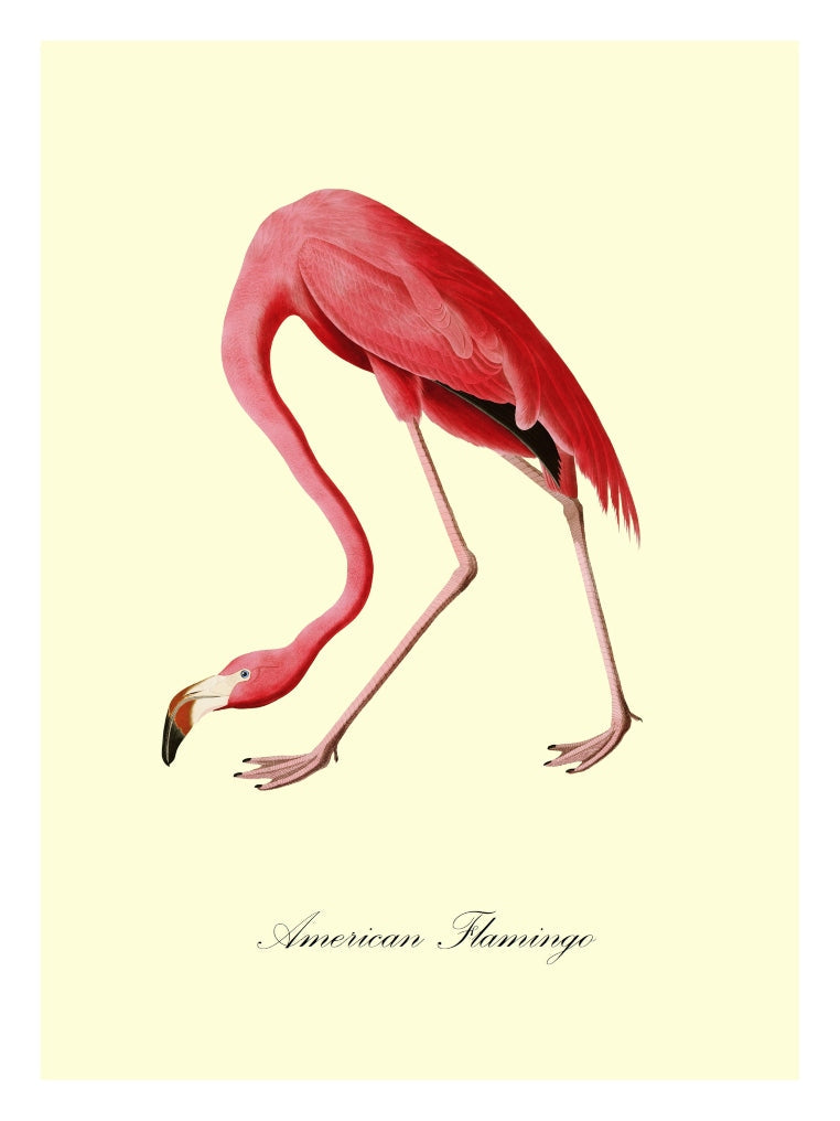 American Flamingo - Blue Shaker - Poster Affiche -