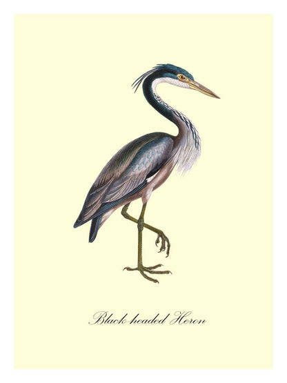 Black-Headed Heron-birds, print-Print-30 x 40 cm-BLUE SHAKER
