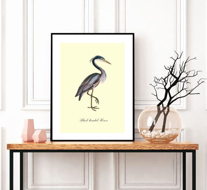 Black-Headed Heron-birds, print-BLUE SHAKER