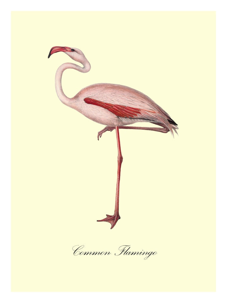 Common Flamingo-birds, print-Print-30 x 40 cm-BLUE SHAKER