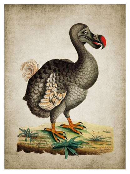 Dodo-birds, print-Print-30 x 40 cm-BLUE SHAKER
