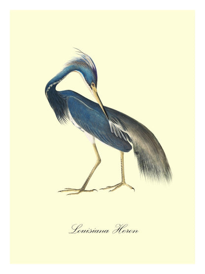 Louisiana Heron-birds, print-Print-30 x 40 cm-BLUE SHAKER
