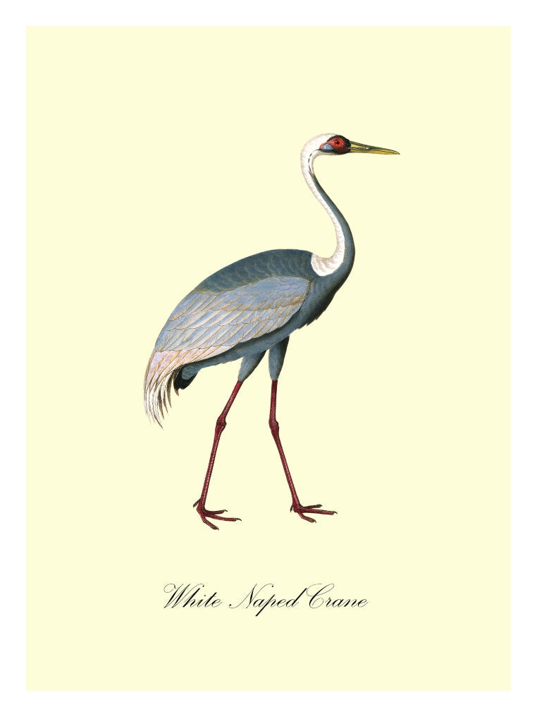 White-Naped Crane-birds, print-Print-30 x 40 cm-BLUE SHAKER