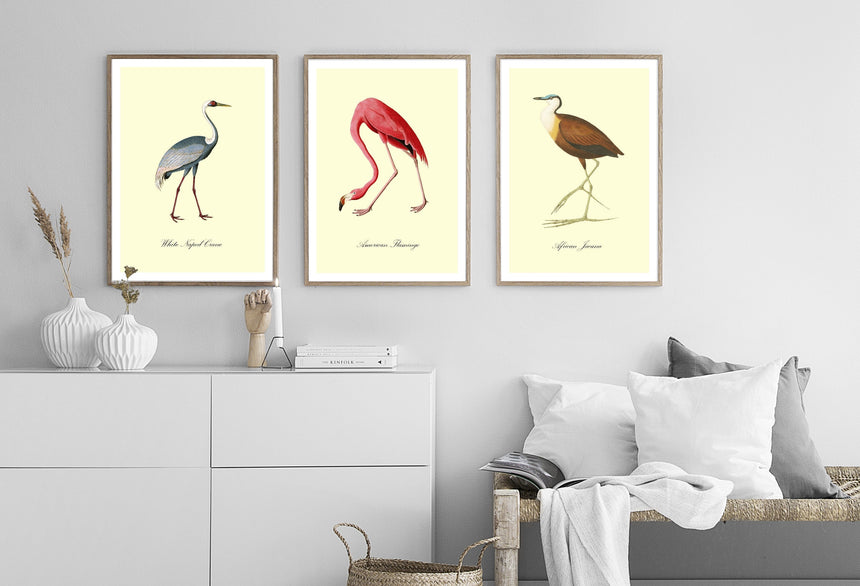 American Flamingo - Blue Shaker - Poster Affiche -