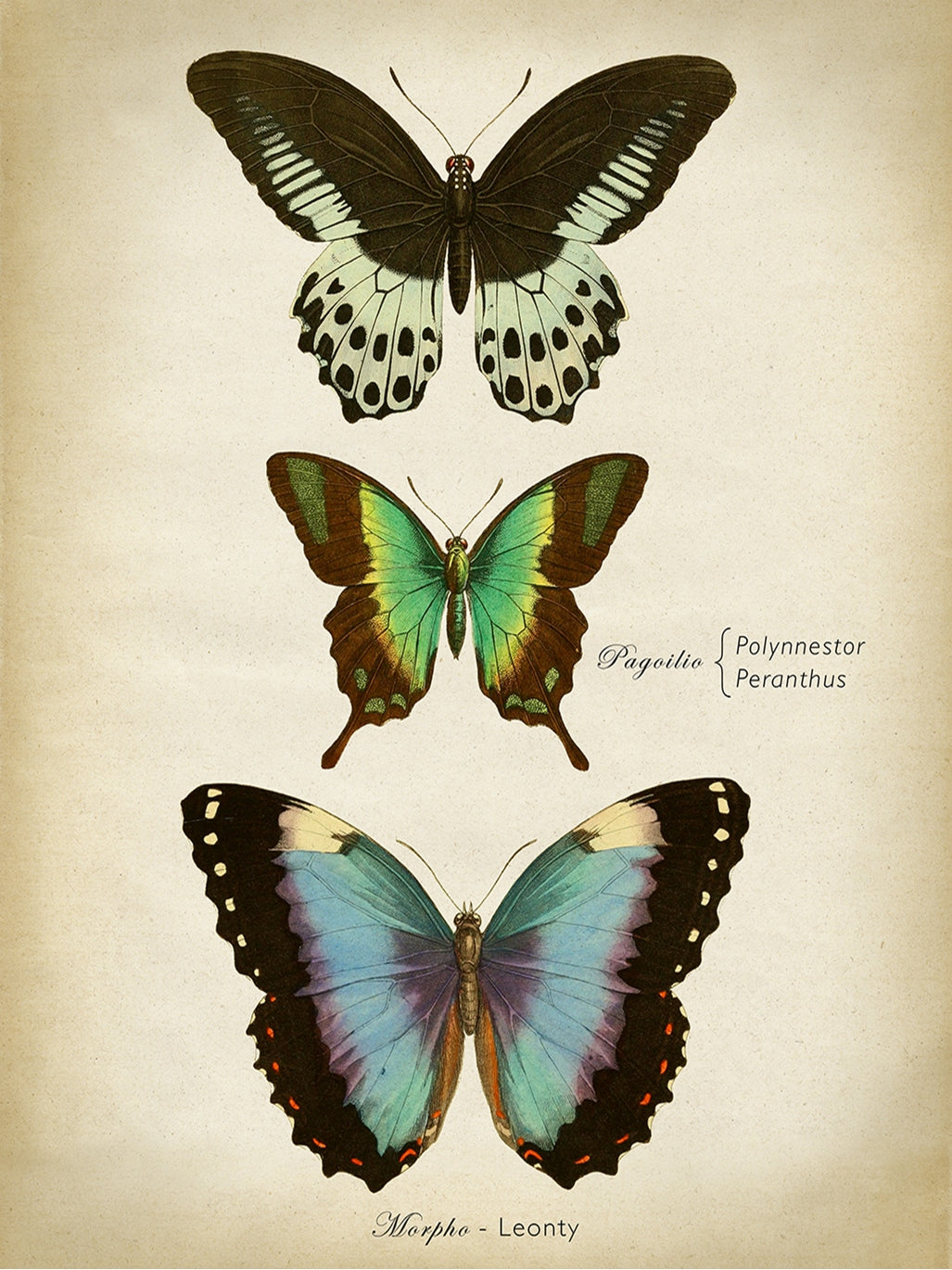 Butterflies Blue-botanical, print-Print-30 x 40 cm-BLUE SHAKER