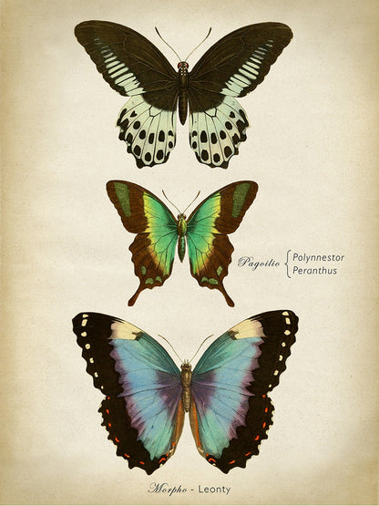 Butterflies Blue-botanical, print-Print-30 x 40 cm-BLUE SHAKER
