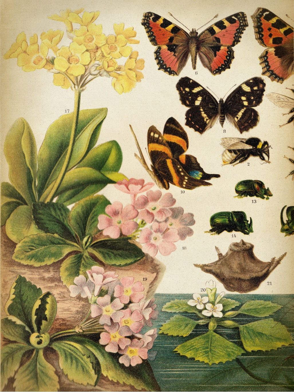 Butterflies Darwinism 1-botanical, print-Print-30 x 40 cm-BLUE SHAKER