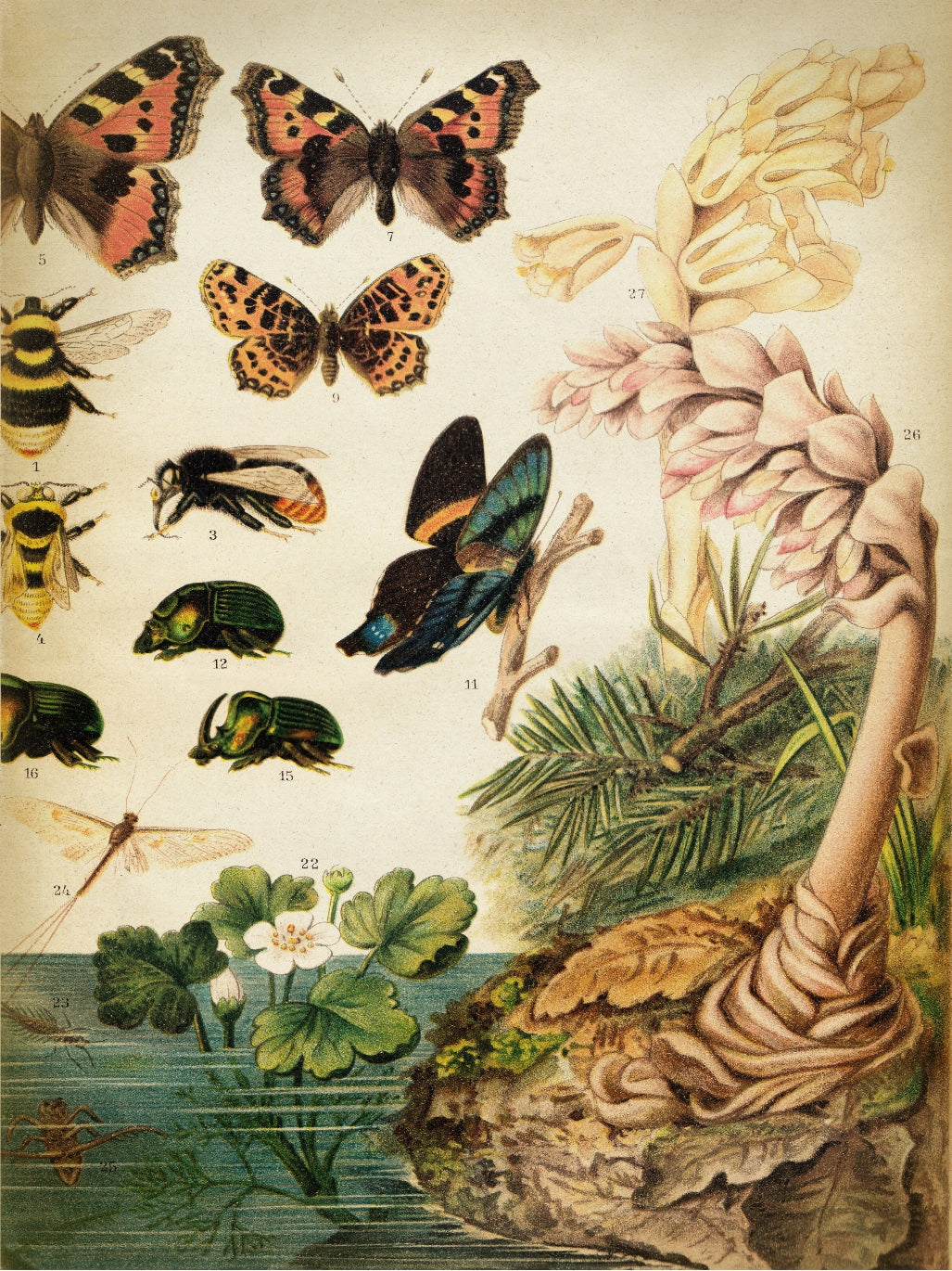 Butterflies Darwinism 2-botanical, print-Print-30 x 40 cm-BLUE SHAKER